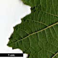 SpeciesSub: subsp. sibirica